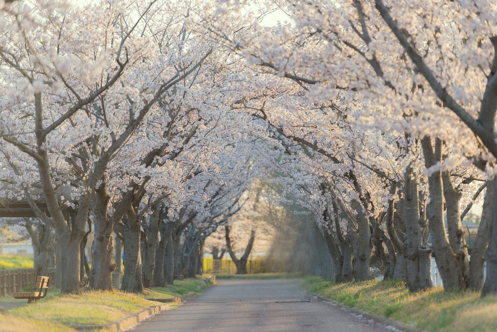 Spiritual Tarot Mireiのトップページ画像